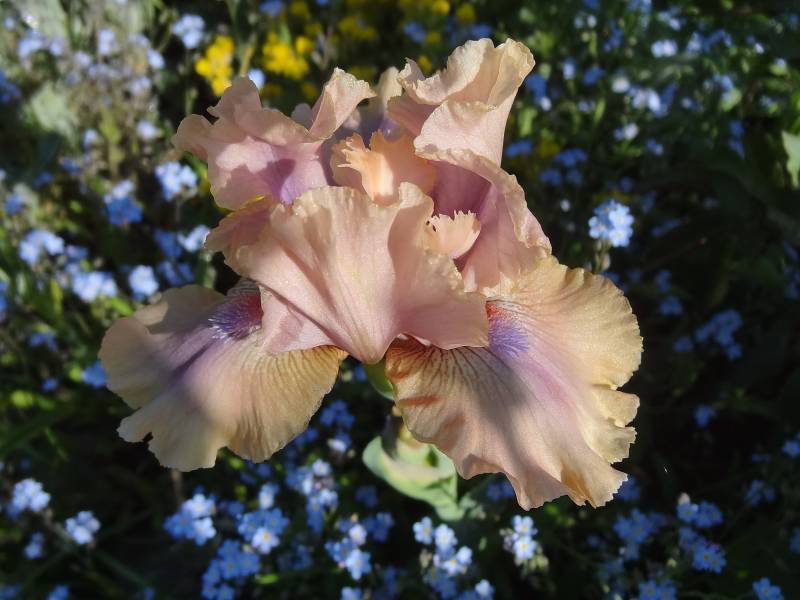 Photo of Intermediate Bearded Iris (Iris 'Country Dance') uploaded by Orsola