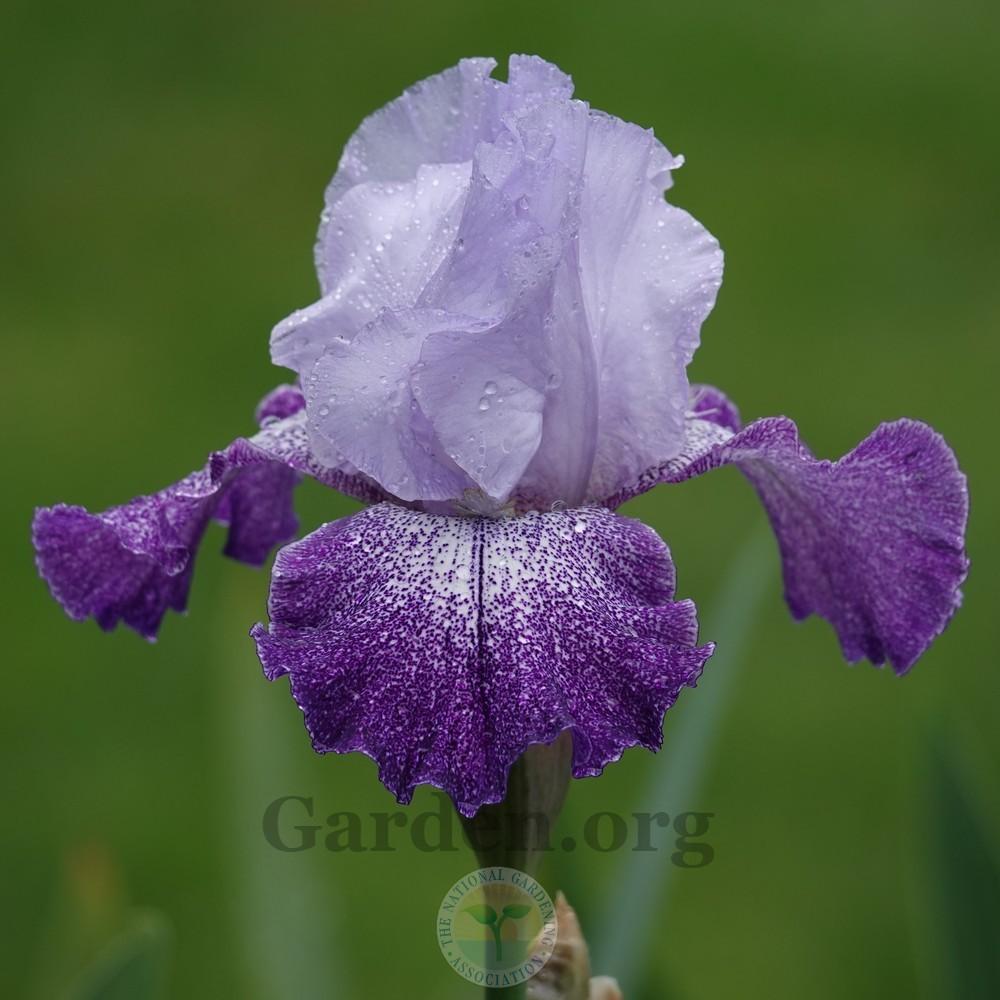 Photo of Tall Bearded Iris (Iris 'Splashacata') uploaded by Patty
