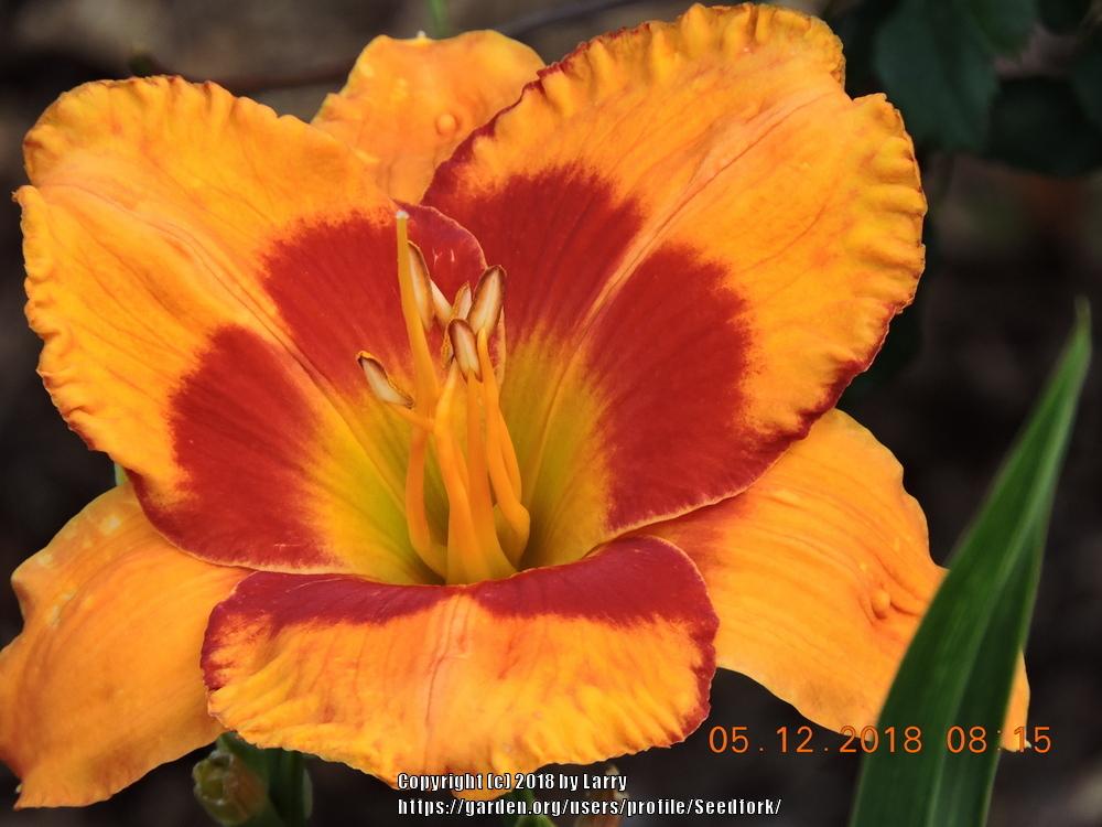 Photo of Daylily (Hemerocallis 'Orange Electric') uploaded by Seedfork
