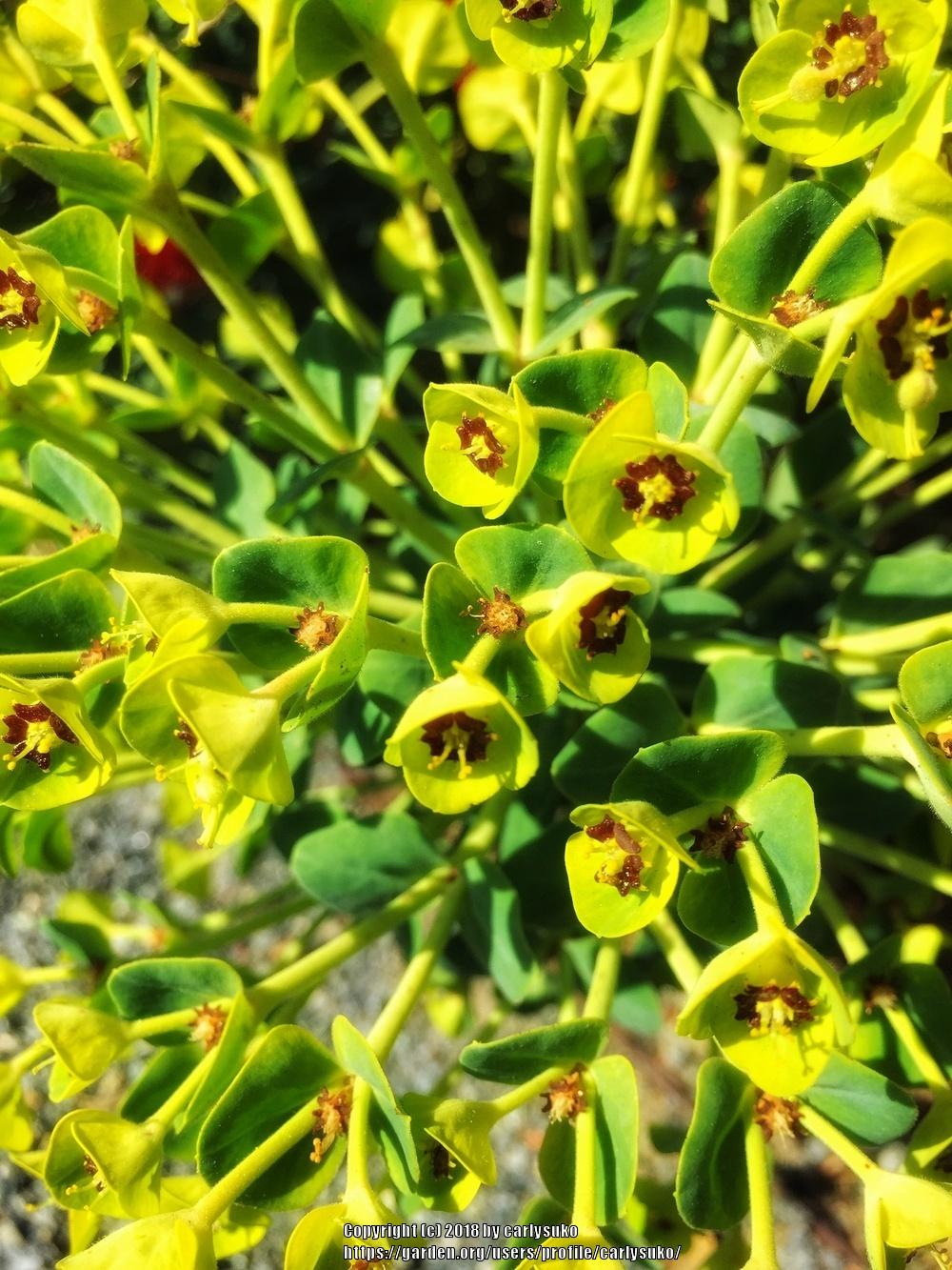 Photo of Euphorbias (Euphorbia) uploaded by carlysuko
