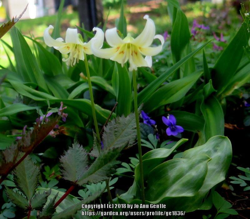 Photo of California Trout Lily (Erythronium californicum 'White Beauty') uploaded by ge1836