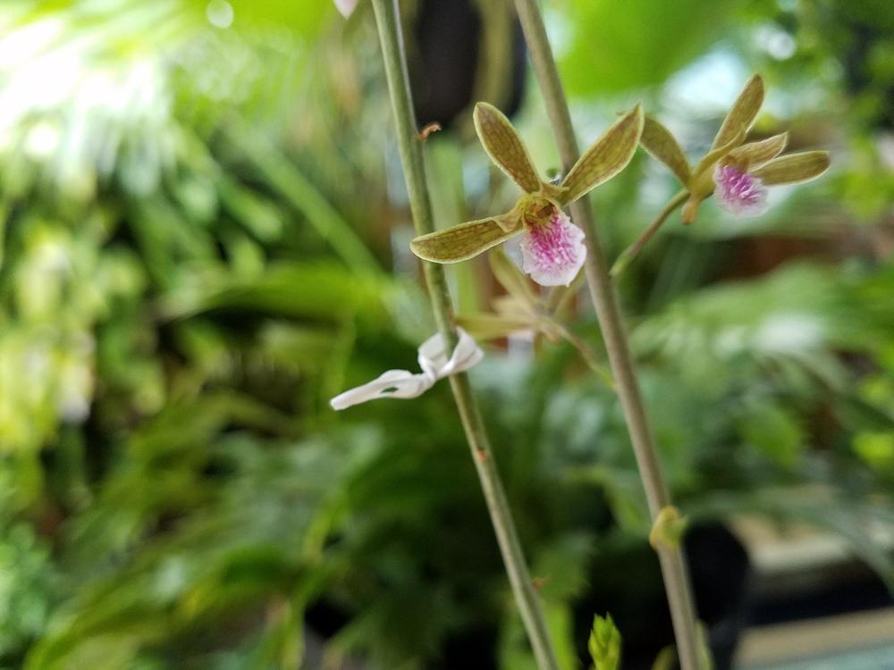 Photo of Chinese Crown Orchid (Eulophia graminea) uploaded by greeneyedlady