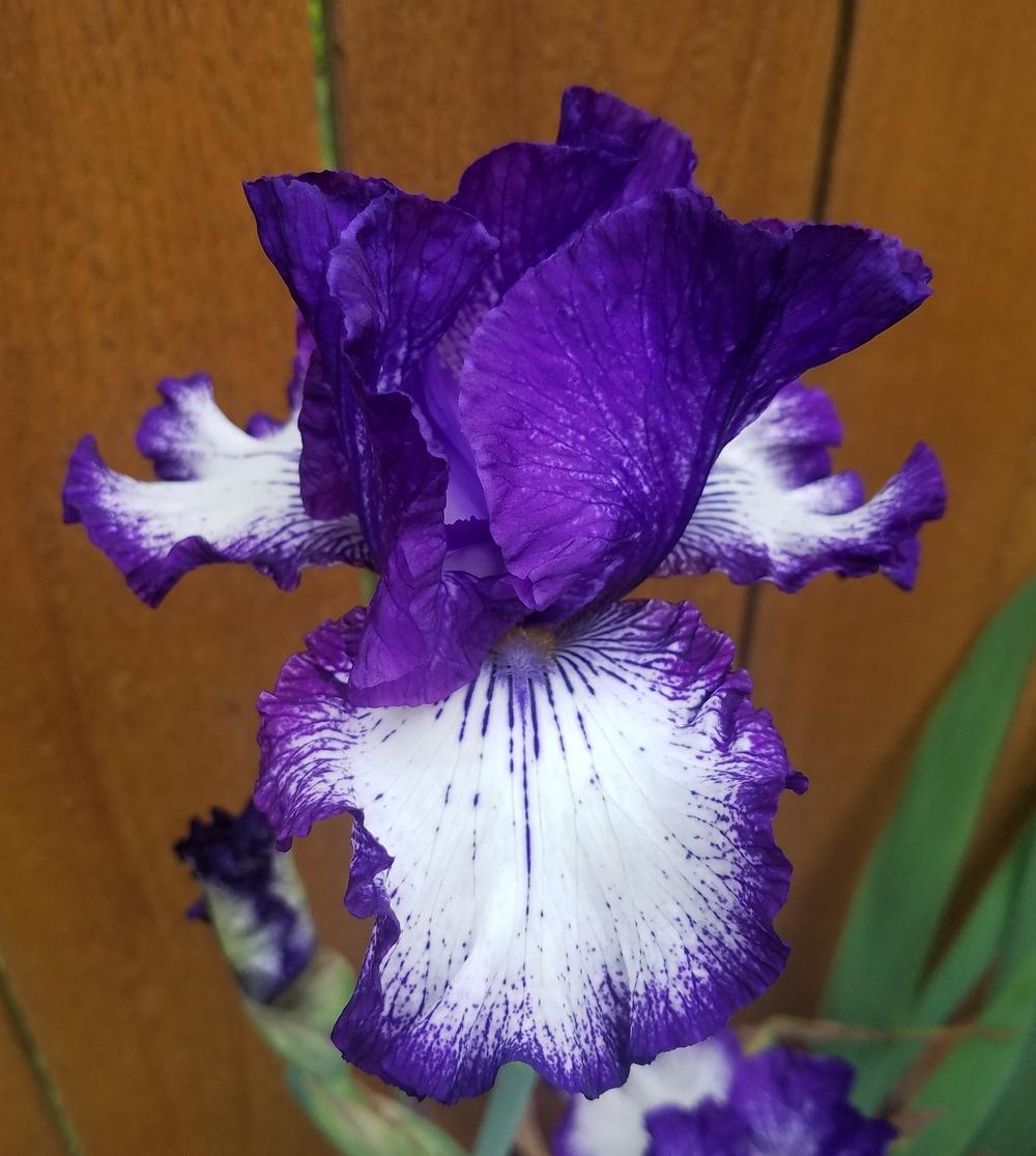 Photo of Tall Bearded Iris (Iris 'Art Deco') uploaded by mesospunky