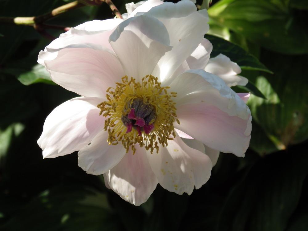 Photo of Peonies (Paeonia) uploaded by pdermer1x