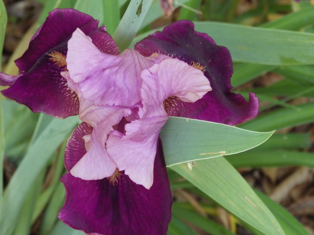 Photo of Irises (Iris) uploaded by pdermer1x