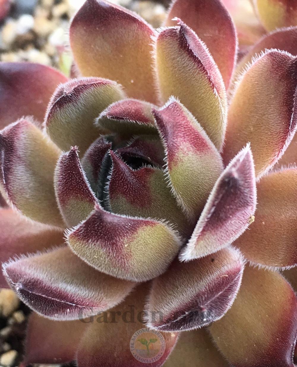 Photo of Hen and Chicks (Sempervivum 'Seminole') uploaded by springcolor