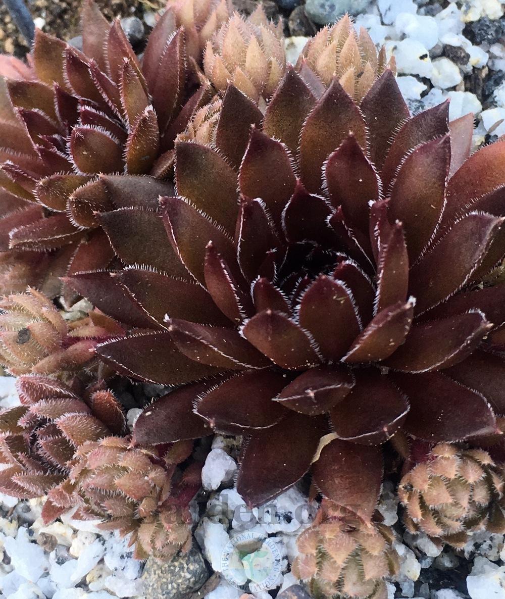 Photo of Hen and Chicks (Sempervivum marmoreum 'Chocolate Pepper') uploaded by springcolor