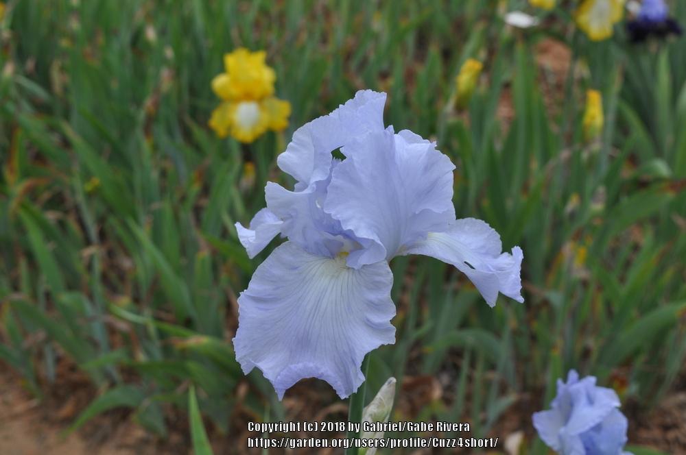 Photo of Tall Bearded Iris (Iris 'Blue Reflection') uploaded by Cuzz4short