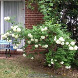 Location: In my mom's garden, Falls Church, VA
Date: 2018-05-05
Blooming again after 6-8 years!