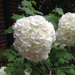 Location: In my mom's garden, Falls Church, VA
Date: 2018-05-05
Finally blooming again after 6-8 years!
