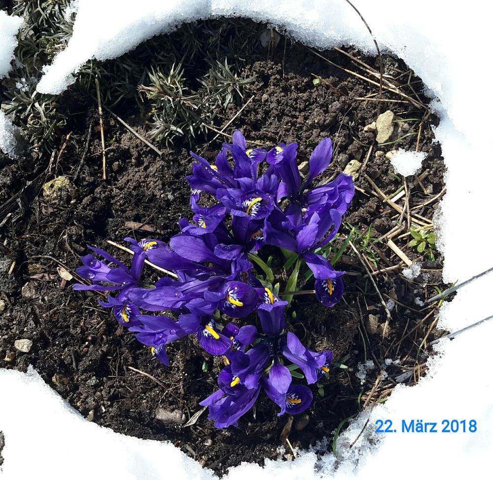 Photo of Reticulated Iris (Iris reticulata 'Harmony.') uploaded by Hajue