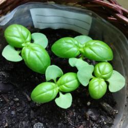 Location: Hudson Florida
Date: 2018-04-10
4 small basil plants looking very healthy