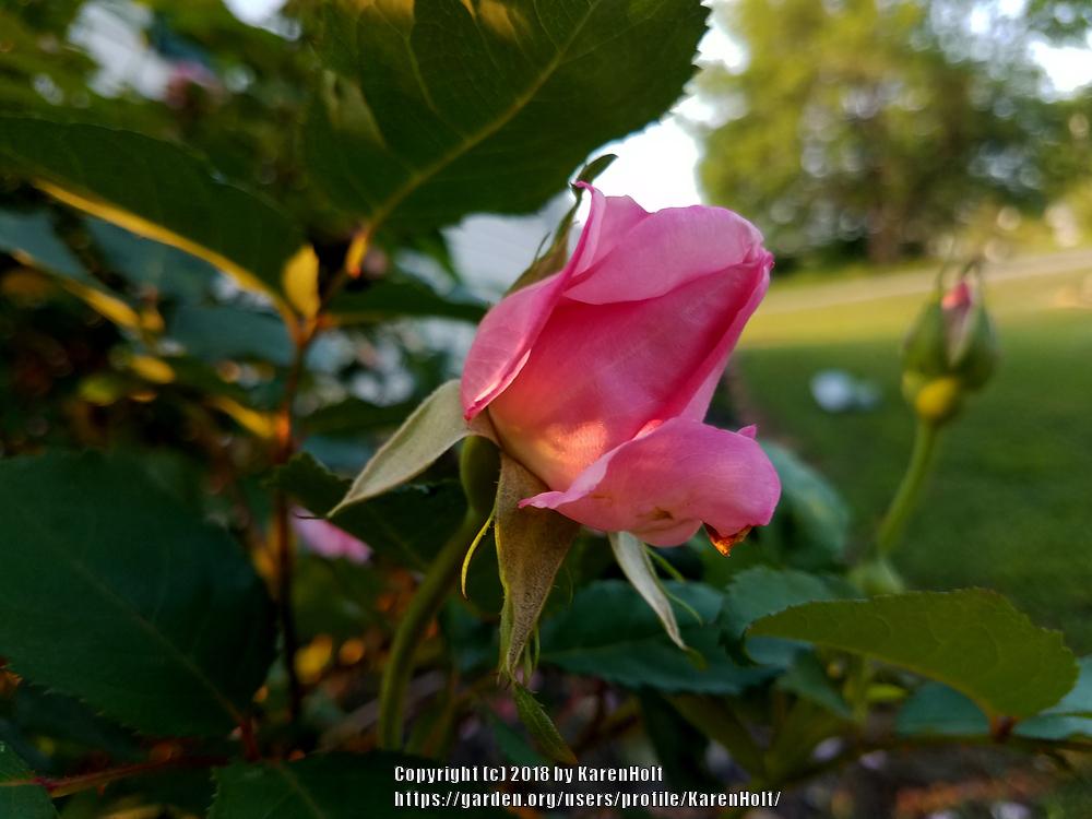 Photo of Rose (Rosa 'Belinda's Dream') uploaded by KarenHolt