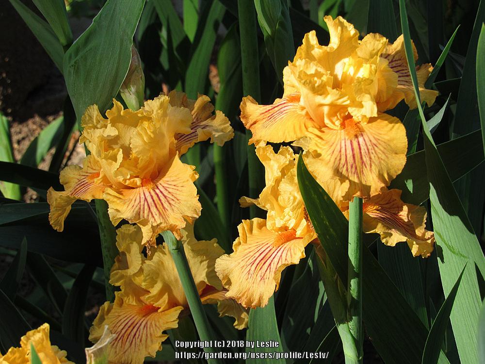 Photo of Tall Bearded Iris (Iris 'Sammie's Jammies') uploaded by Lestv