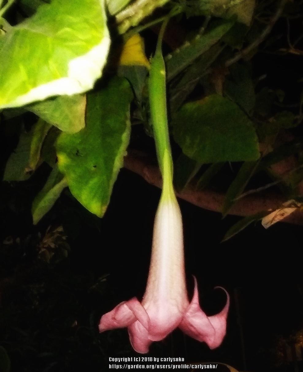Photo of Angel Trumpet (Brugmansia versicolor 'Ecuador Pink') uploaded by carlysuko