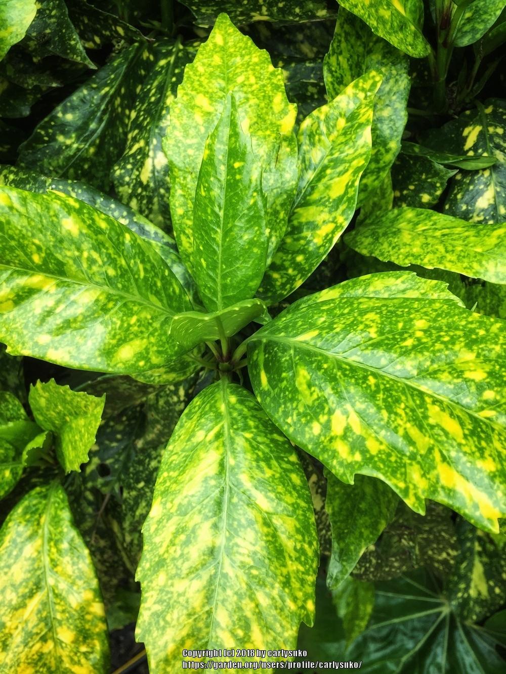 Photo of Gold Dust Plant (Aucuba japonica 'Variegata') uploaded by carlysuko