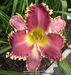 Thumb of 2018-05-13/daylilly99/f146be