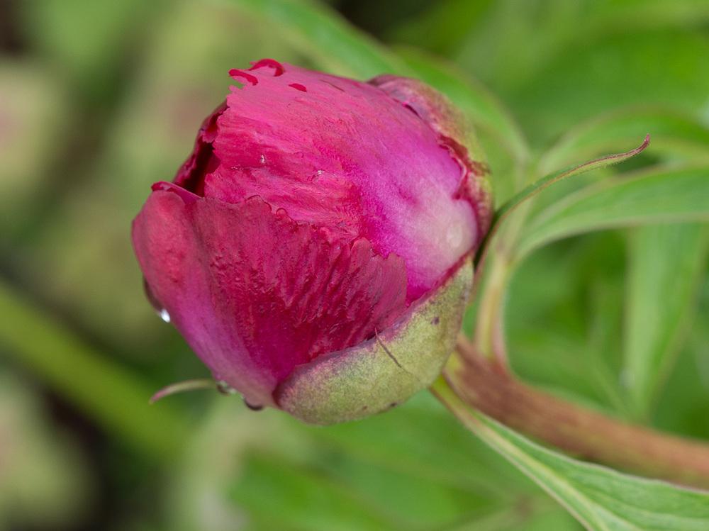 Photo of Hybrid Fern Leaf Peony (Paeonia 'Early Scout') uploaded by frankrichards16