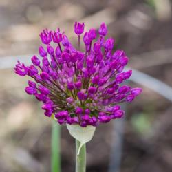 Location: Clinton, Michigan 49236
Date: 2018-05-13
"Allium aflatunense 'Purple Sensation', 2018 photo, ornamental on