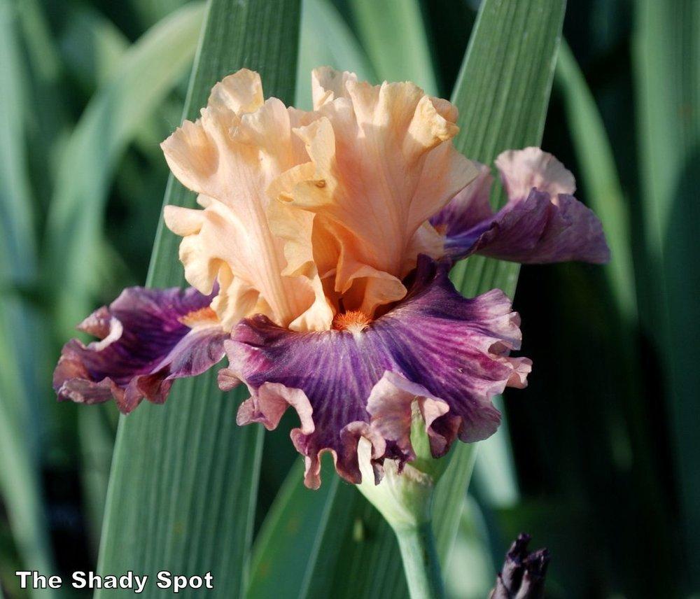 Photo of Tall Bearded Iris (Iris 'Rasputin') uploaded by lovemyhouse