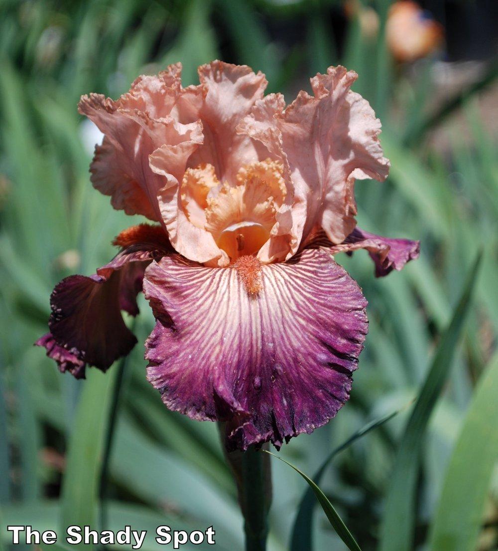 Photo of Tall Bearded Iris (Iris 'Full of Magic') uploaded by lovemyhouse