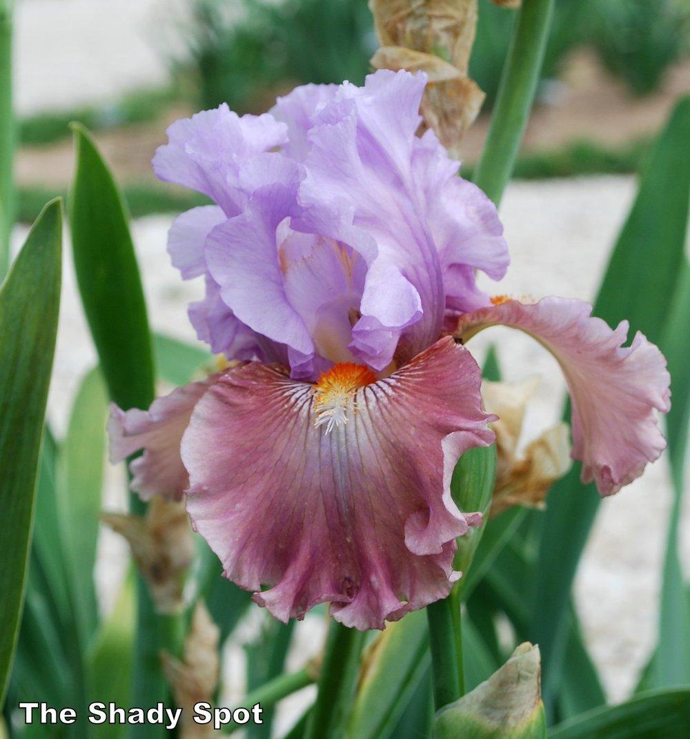 Photo of Tall Bearded Iris (Iris 'Sudden Bliss') uploaded by lovemyhouse