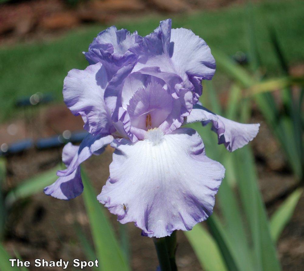 Photo of Tall Bearded Iris (Iris 'Mary Frances') uploaded by lovemyhouse