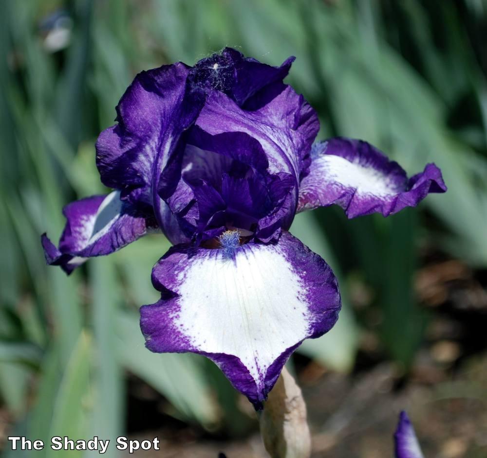 Photo of Tall Bearded Iris (Iris 'Stepping Out') uploaded by lovemyhouse