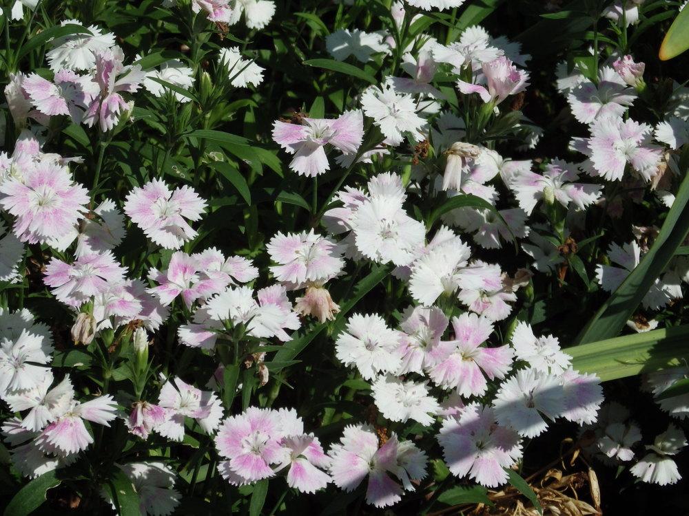 Photo of Dianthus uploaded by pdermer1x