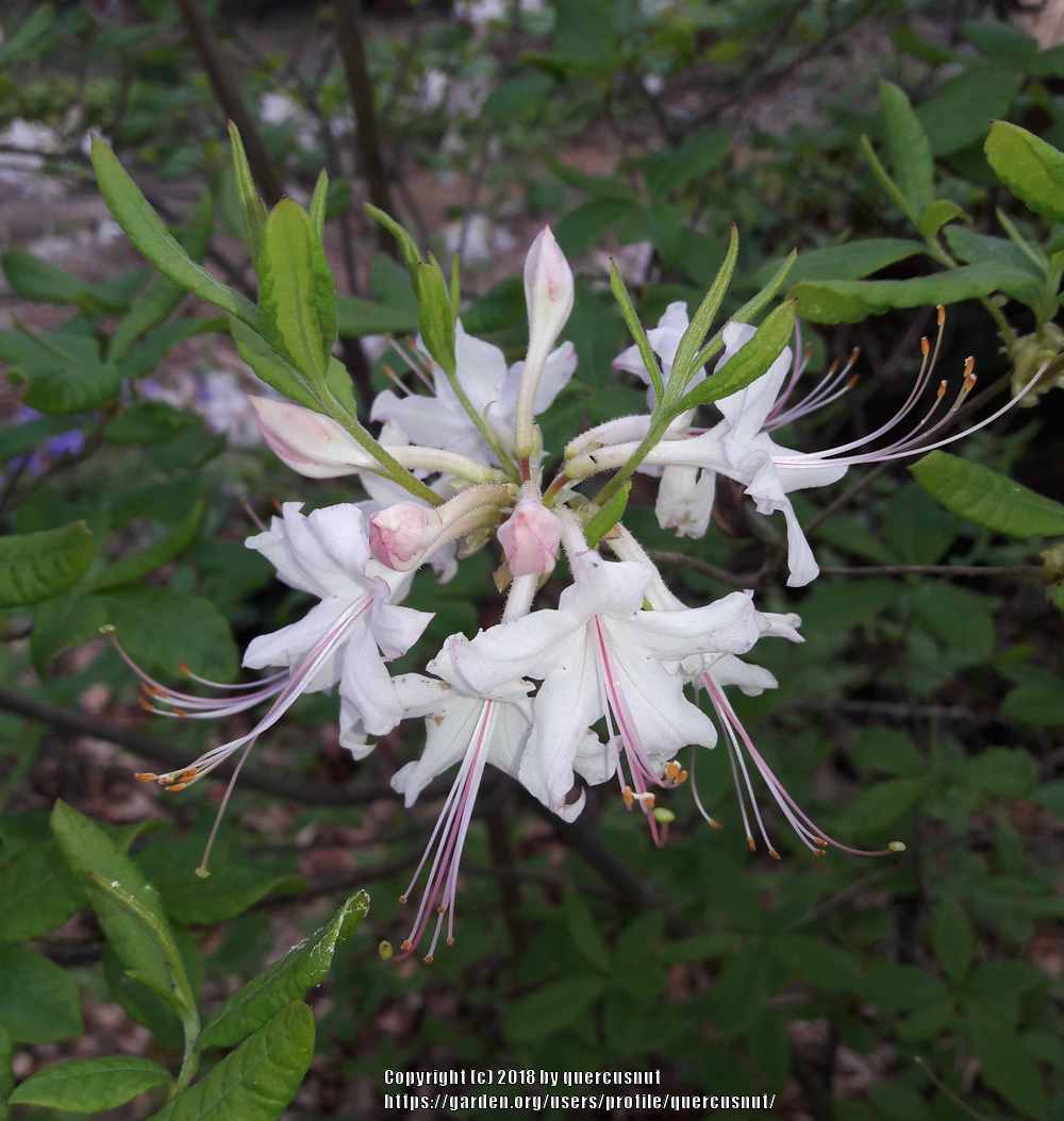 Photo of Pinxter Azalea (Rhododendron canescens) uploaded by quercusnut