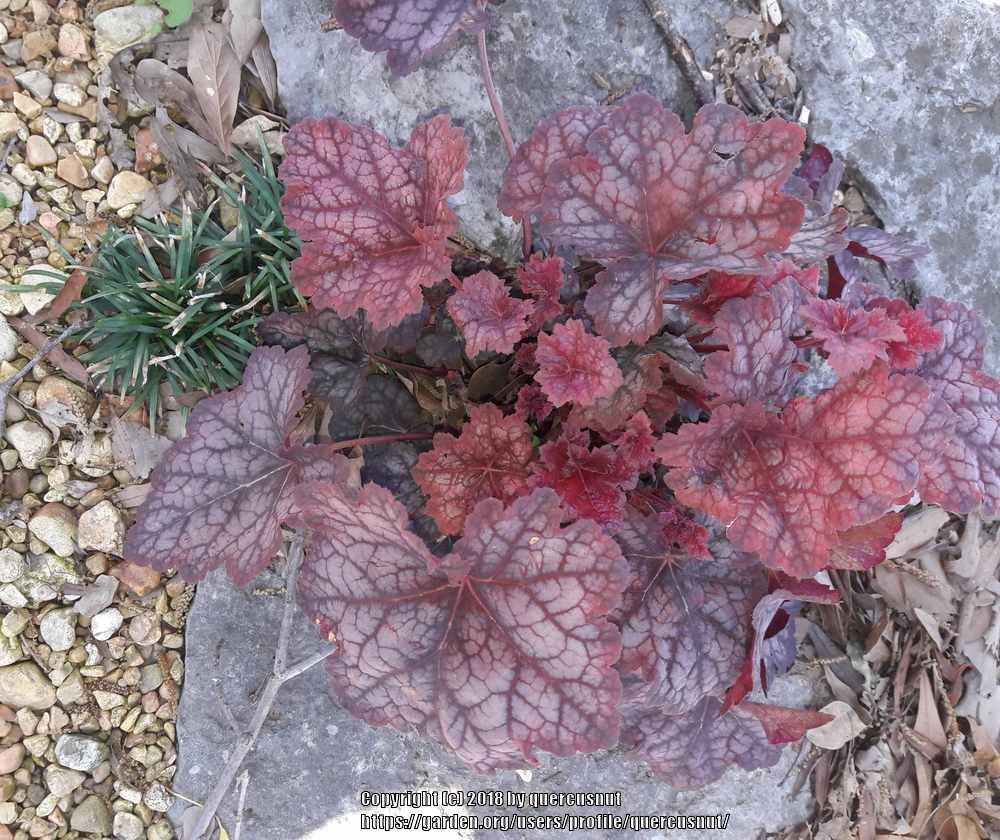 Photo of Coral Bells (Heuchera) uploaded by quercusnut
