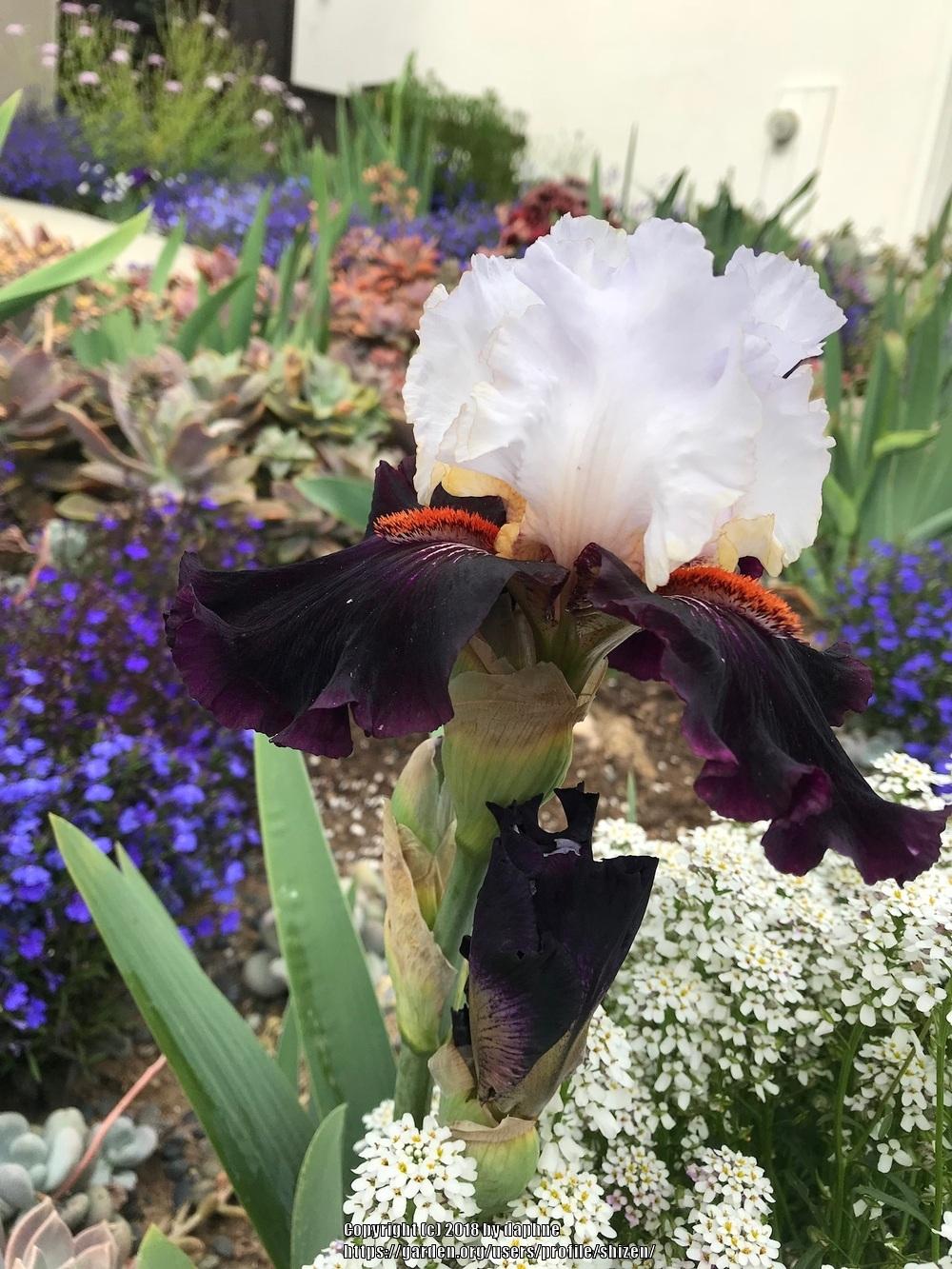 Photo of Tall Bearded Iris (Iris 'Starring') uploaded by shizen