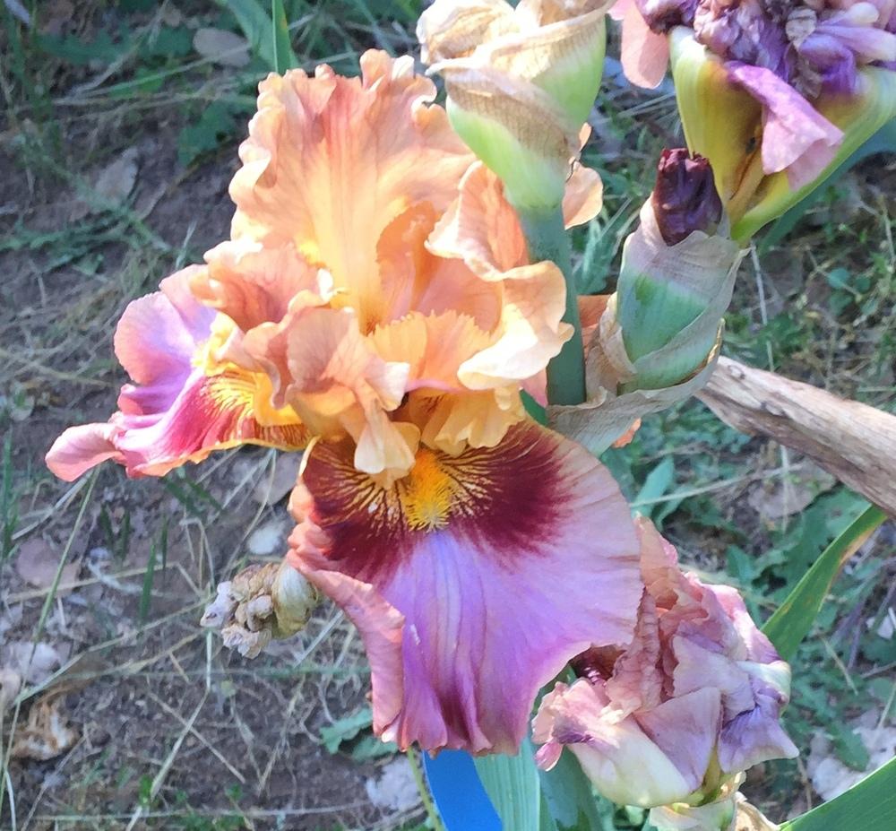 Photo of Tall Bearded Iris (Iris 'Touch of Gossip') uploaded by Charriet