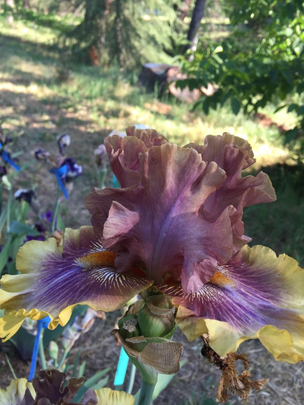 Photo of Tall Bearded Iris (Iris 'Big Band') uploaded by Charriet