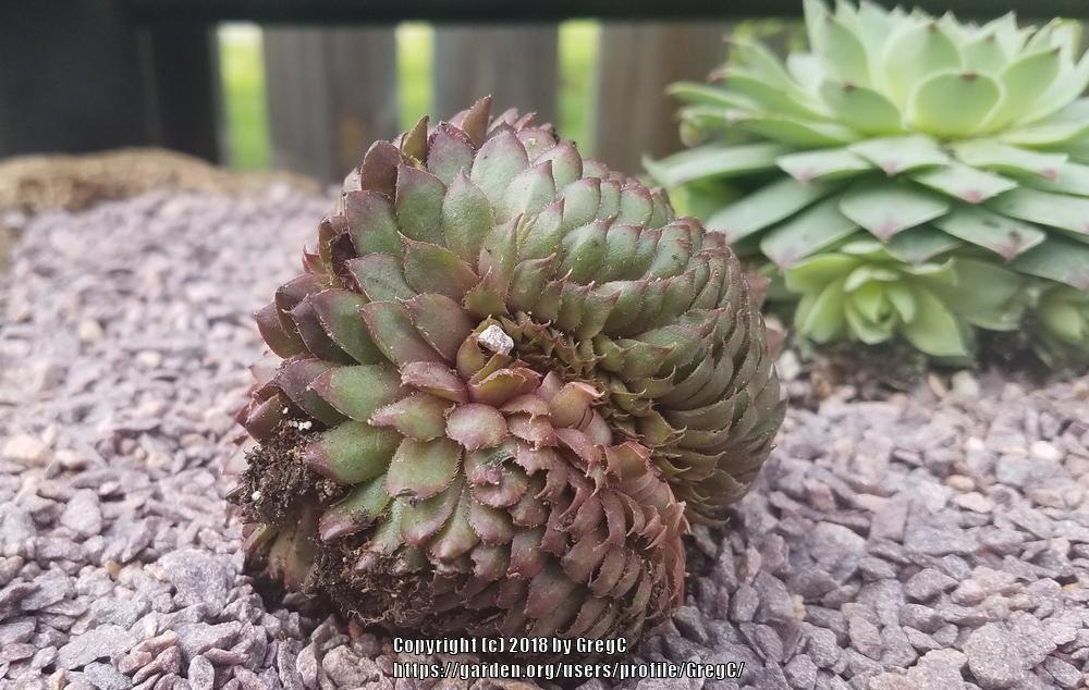 Photo of Hen and Chicks (Sempervivum 'Royal Ruby') uploaded by GregC