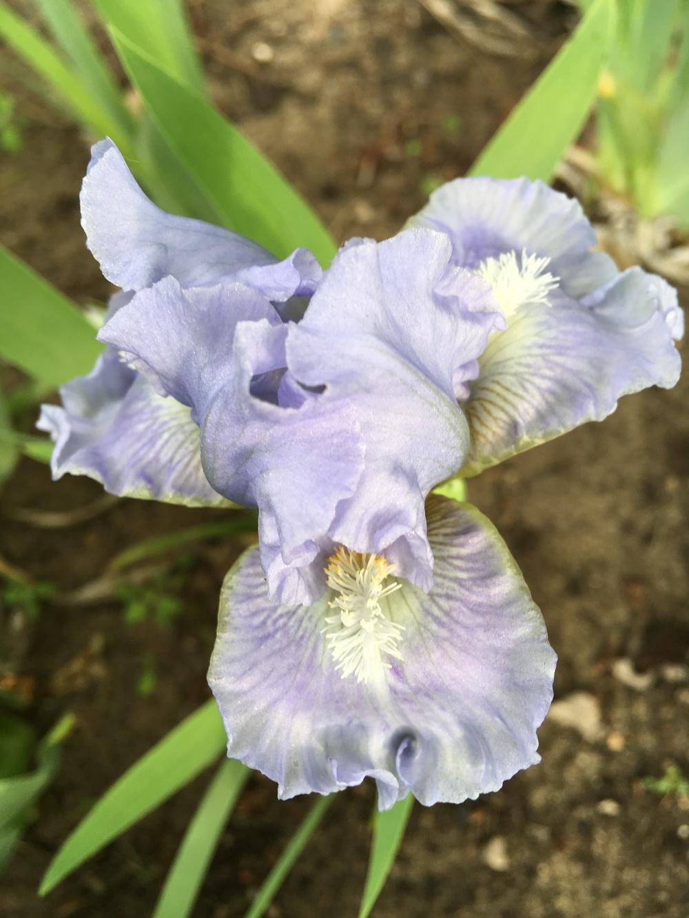 Photo of Standard Dwarf Bearded Iris (Iris 'Ocean Pearl') uploaded by Lbsmitty