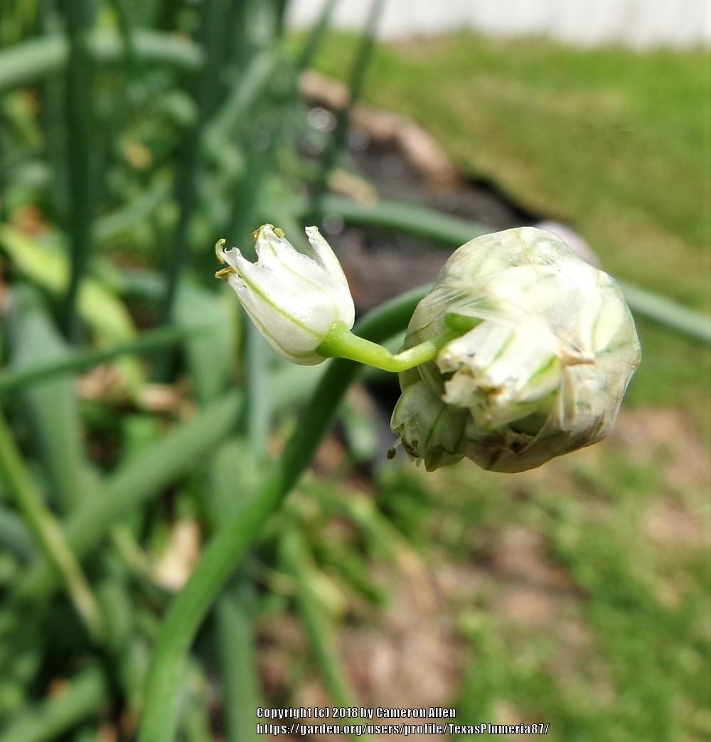 Photo of Egyptian Walking Onion (Allium x proliferum) uploaded by TexasPlumeria87