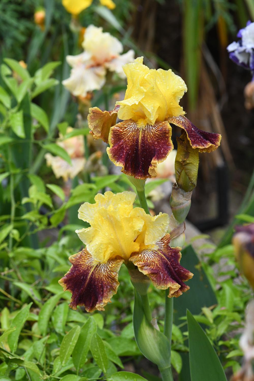 Photo of Tall Bearded Iris (Iris 'French Riviera') uploaded by cliftoncat