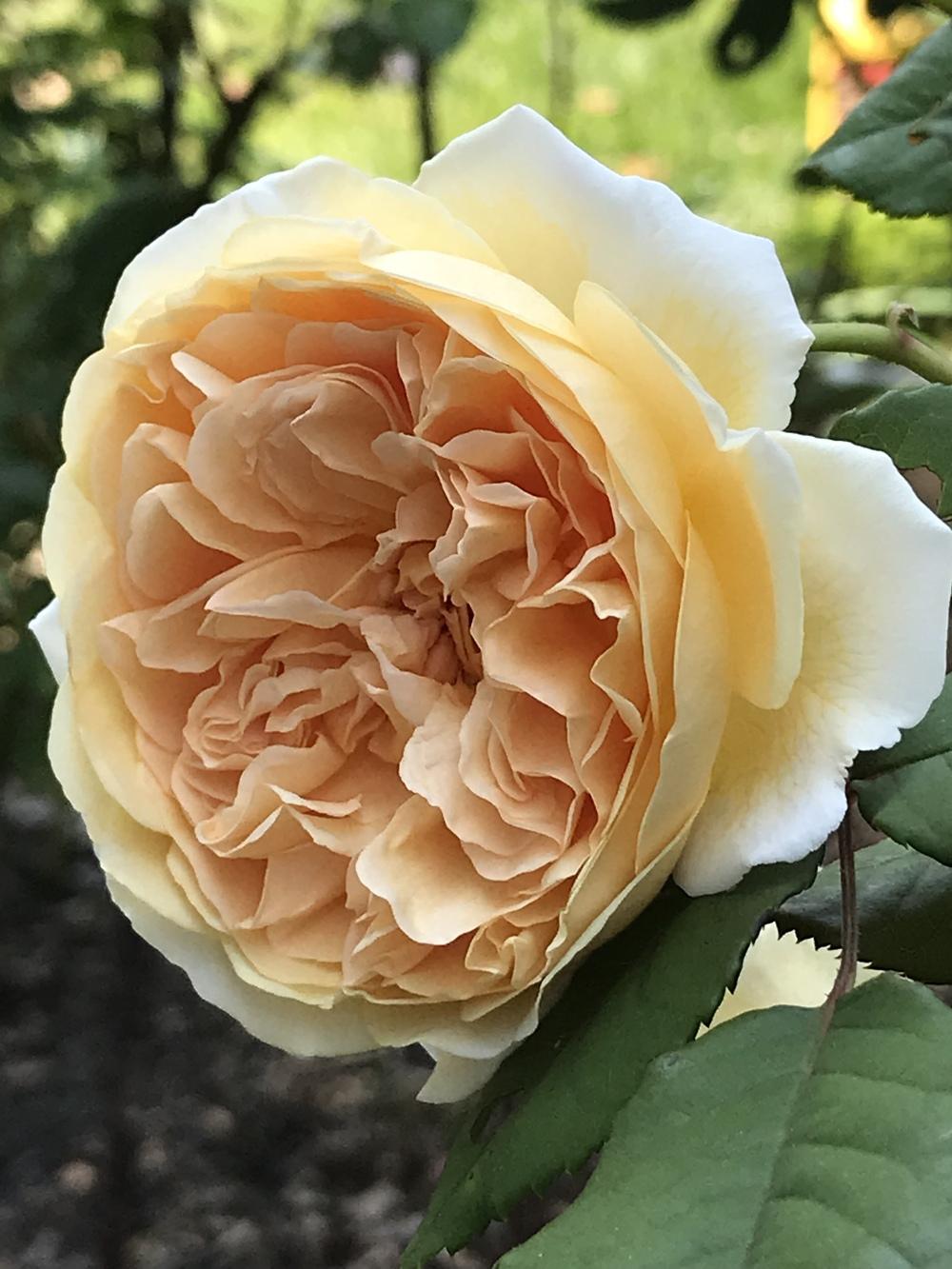 Photo of English Shrub Rose (Rosa 'Crown Princess Margareta') uploaded by dana