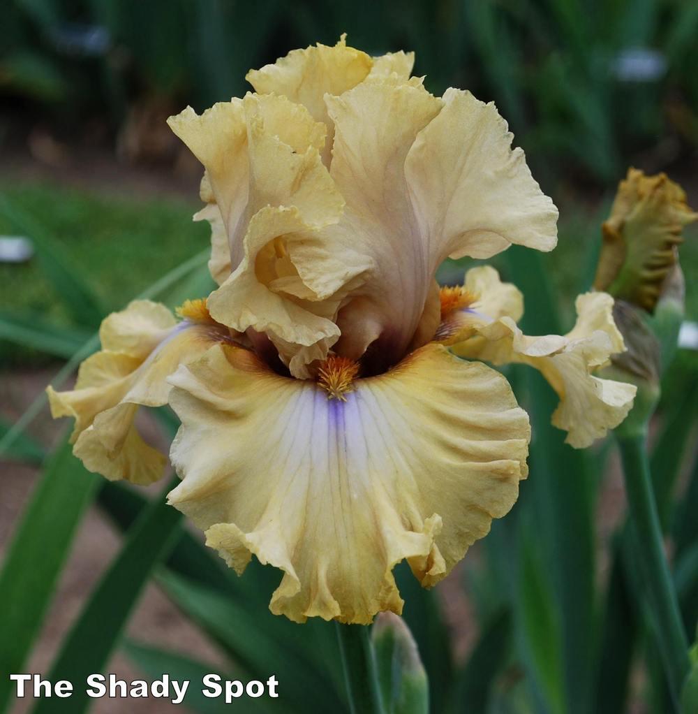 Photo of Tall Bearded Iris (Iris 'Auckland') uploaded by lovemyhouse