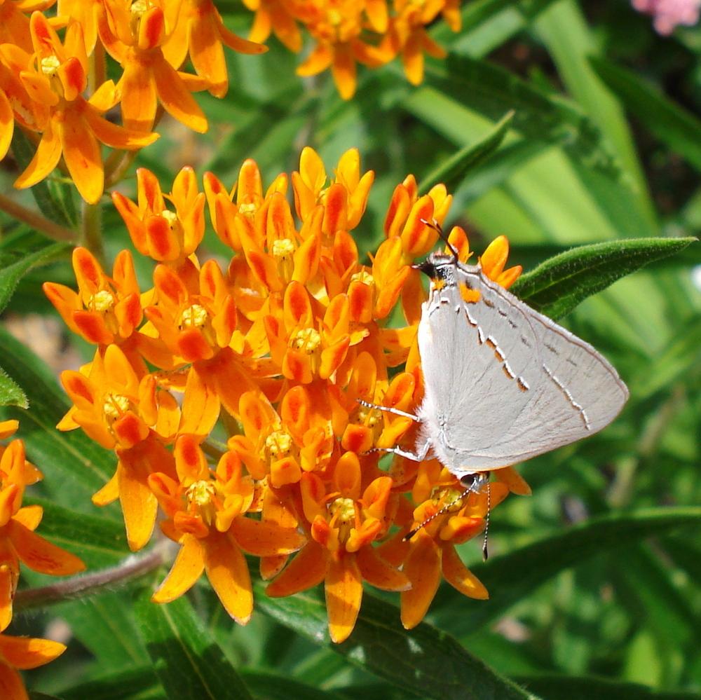 Photo of Butterfly Milkweed (Asclepias tuberosa) uploaded by lovemyhouse