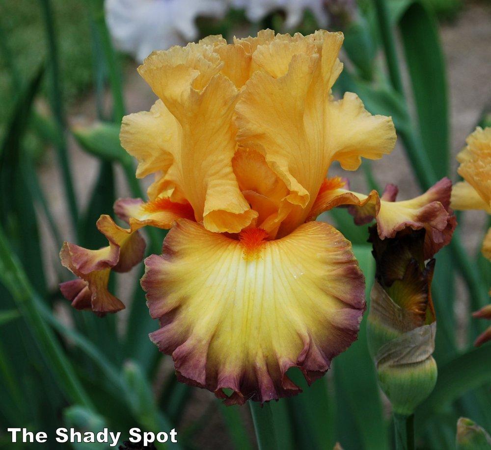 Photo of Tall Bearded Iris (Iris 'Glimmer of Hope') uploaded by lovemyhouse