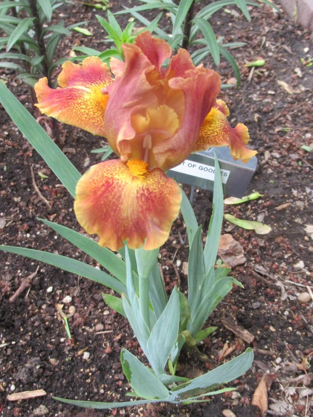 Photo of Standard Dwarf Bearded Iris (Iris 'Basket of Goodies') uploaded by stilldew