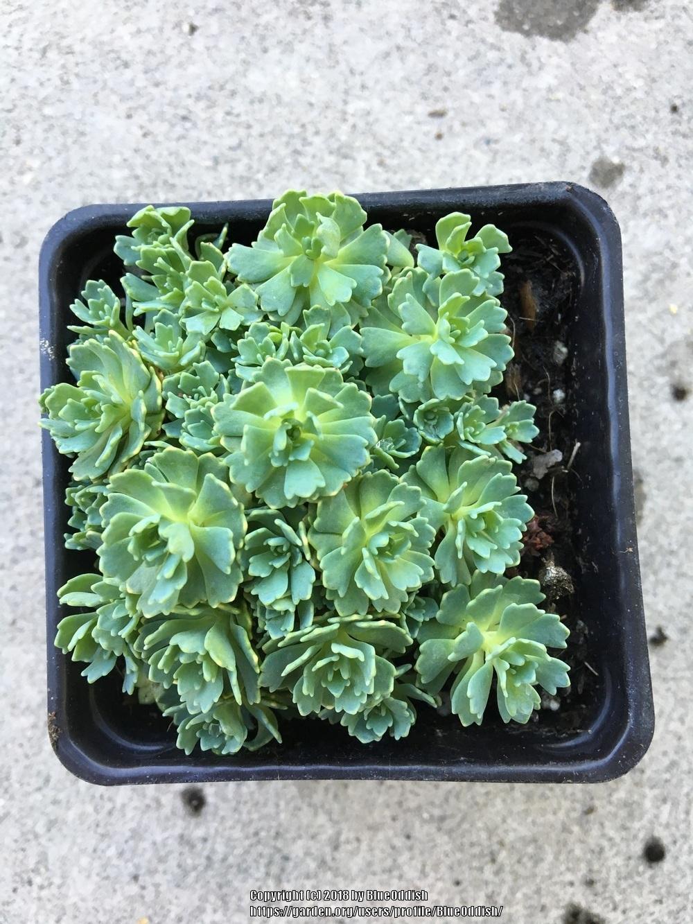 Photo of Afghan Stonecrop (Rhodiola pachyclada 'White Diamond') uploaded by BlueOddish