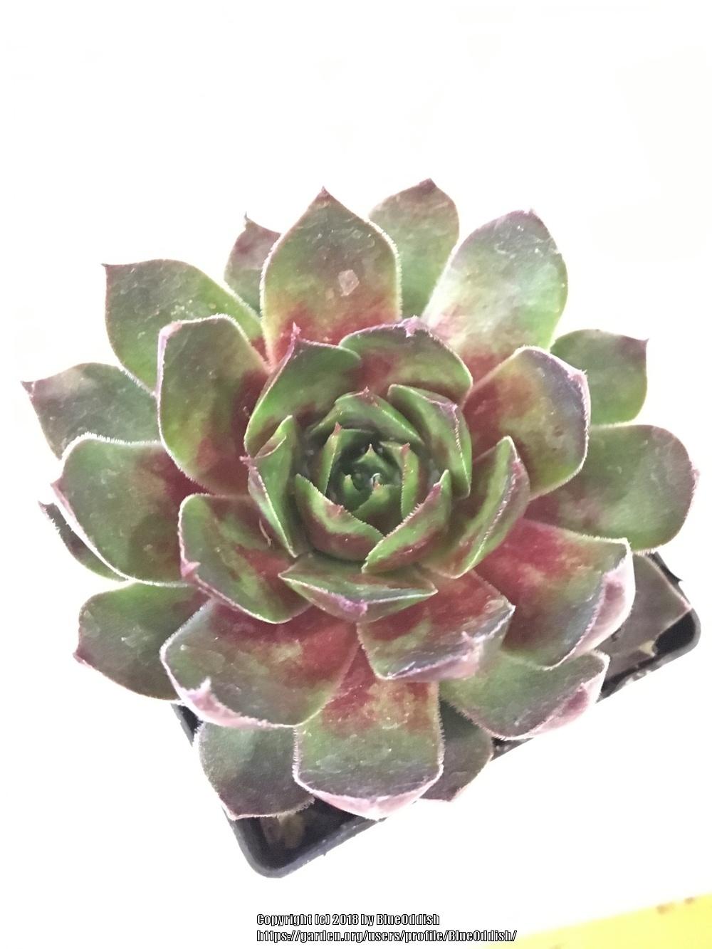 Photo of Hen and Chicks (Sempervivum 'Hopewell') uploaded by BlueOddish
