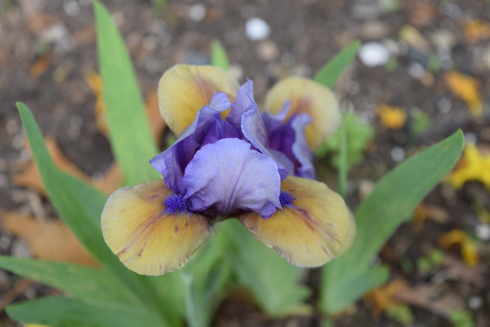 Photo of Standard Dwarf Bearded Iris (Iris 'What Again') uploaded by Dachsylady86