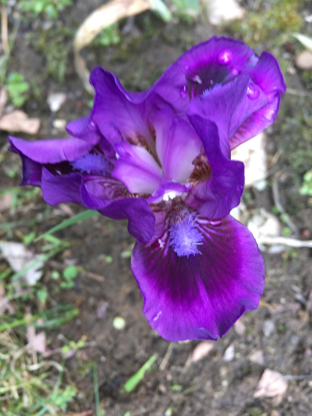 Photo of Standard Dwarf Bearded Iris (Iris 'Replicator') uploaded by Lbsmitty