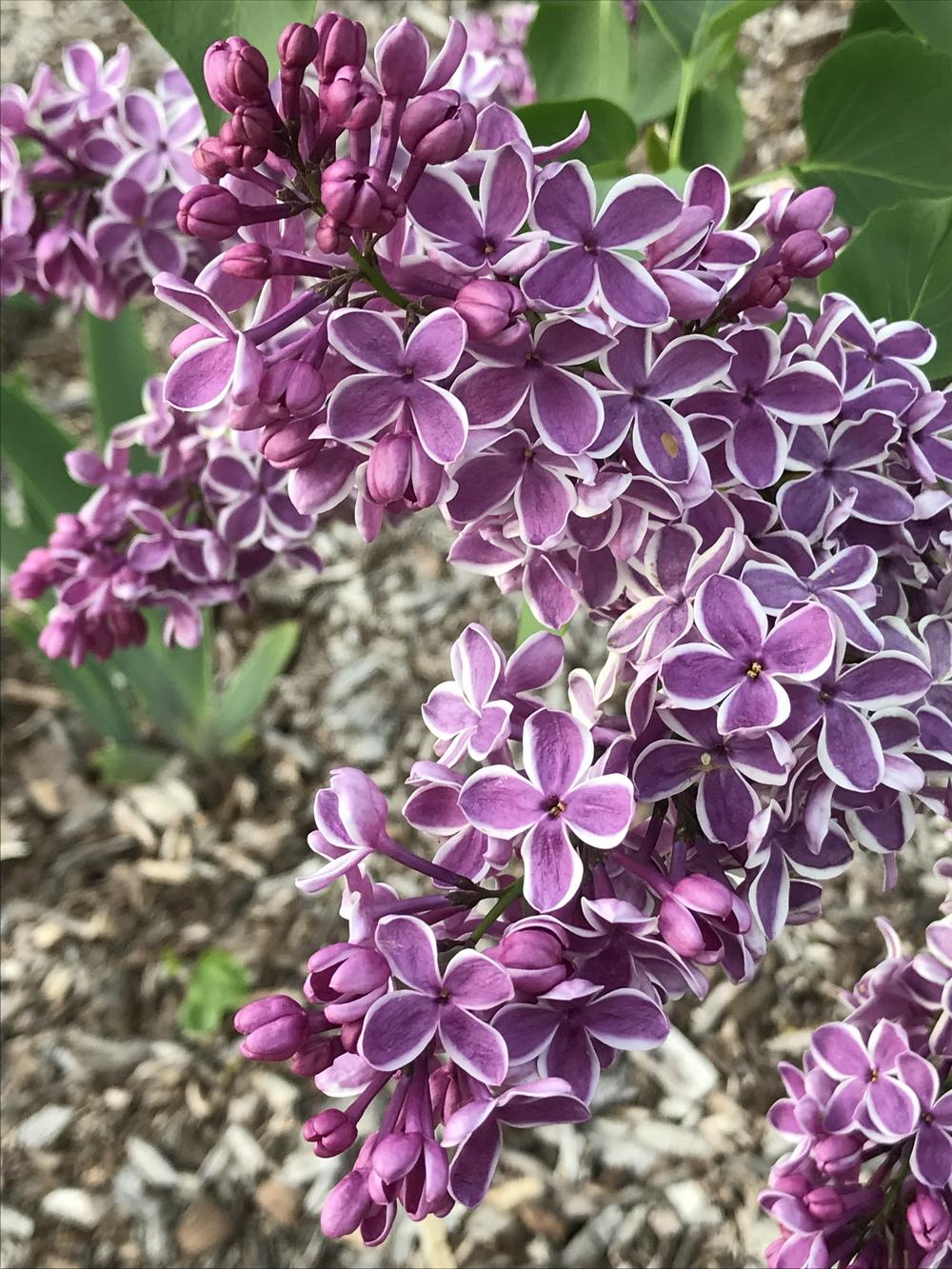 Photo of Common Lilac (Syringa vulgaris 'Sensation') uploaded by Legalily