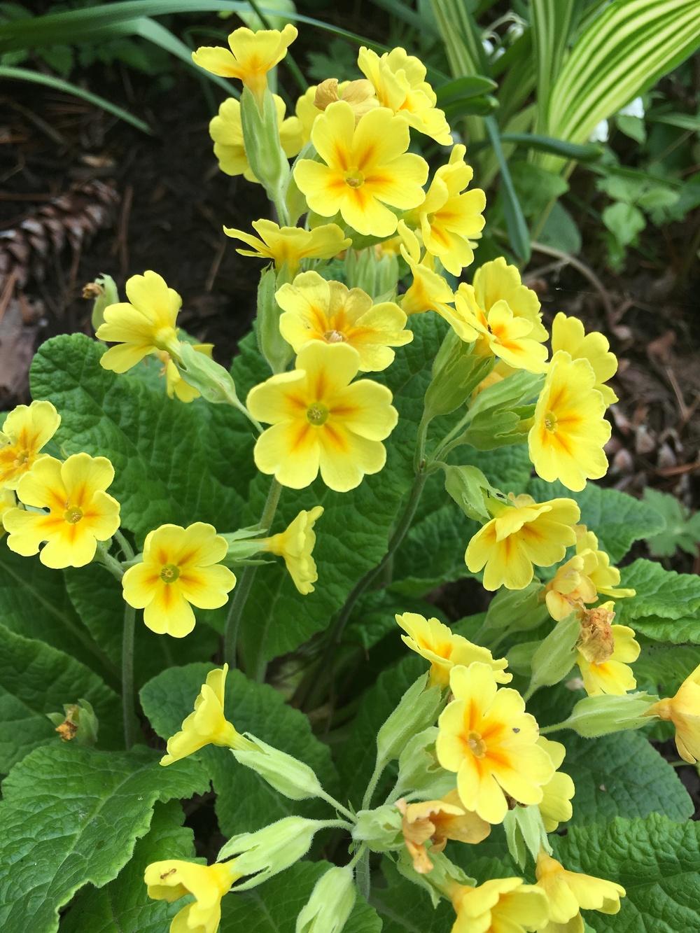 Photo of Cowslip (Primula veris) uploaded by Lucichar