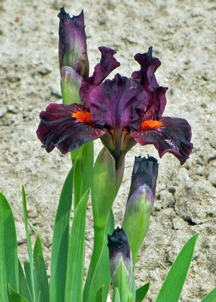 Photo of Standard Dwarf Bearded Iris (Iris 'Matador's Cape') uploaded by TBGDN